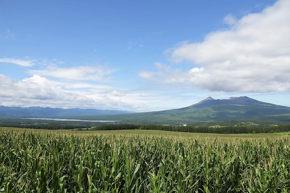 小澤牧場の大沼牛／北海道